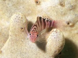 Juvenile Blotched Hawkfish, Taken at Kurnell Sydney by Peter Simpson 